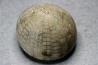 Echinocorys tenuiteberculatus - Maastrichtian - Nizan, 31 France
