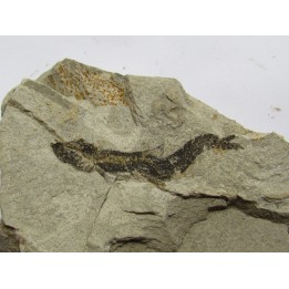 fossil fish ARGENTINOIDES sp.