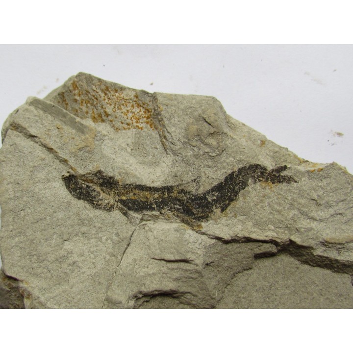 poisson fossile ARGENTINOIDES sp.