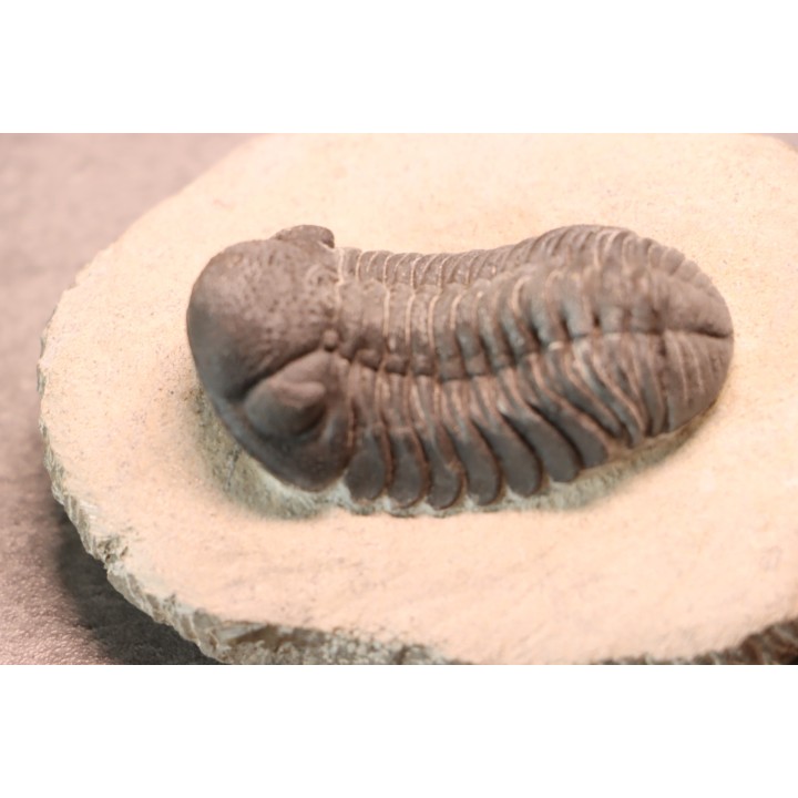 BARRANDEOPS ovatus -Emsien - Jbel Oufaten, MAROC