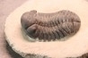 BARRANDEOPS ovatus -Emsien - Jbel Oufaten, MAROC