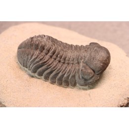 BARRANDEOPS ovatus -Emsien - Jbel Oufaten, MAROC