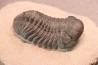 BARRANDEOPS ovatus - Emsian - Jbel Oufaten, MOROCCO