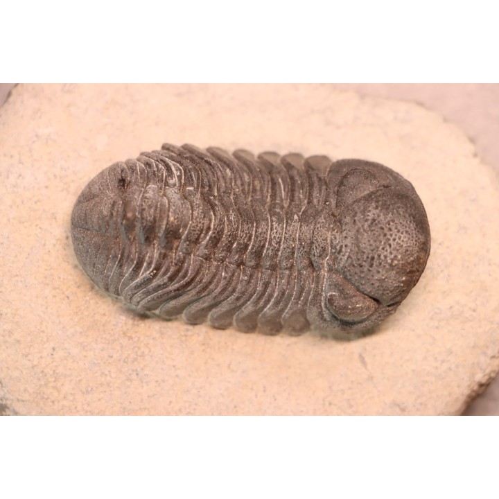 BARRANDEOPS ovatus - Emsian - Jbel Oufaten, MOROCCO
