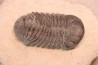 BARRANDEOPS ovatus - Emsian - Jbel Oufaten, MOROCCO