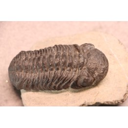 BARRANDEOPS ovatus - Emsian - Jbel Oufaten, MOROCCO