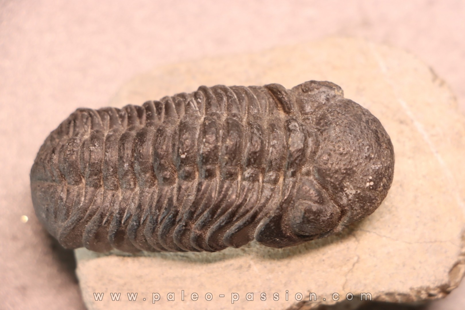 BARRANDEOPS ovatus - Emsian - Jbel Oufaten, MOROCCO