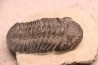 BARRANDEOPS ovatus - Emsian - Jbel Oufaten, MOROCCO