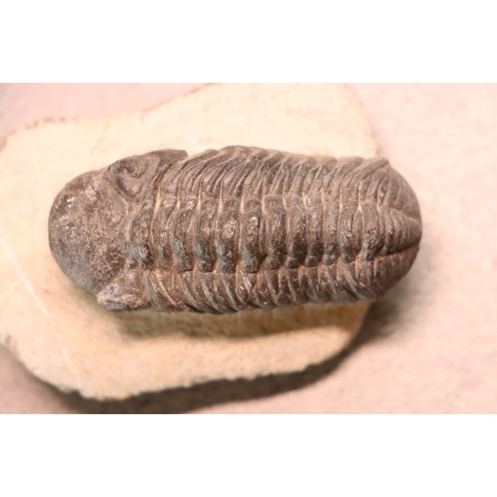BARRANDEOPS ovatus - Emsian - Jbel Oufaten, MOROCCO