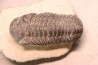 BARRANDEOPS ovatus -Emsien - Jbel Oufaten, MAROC