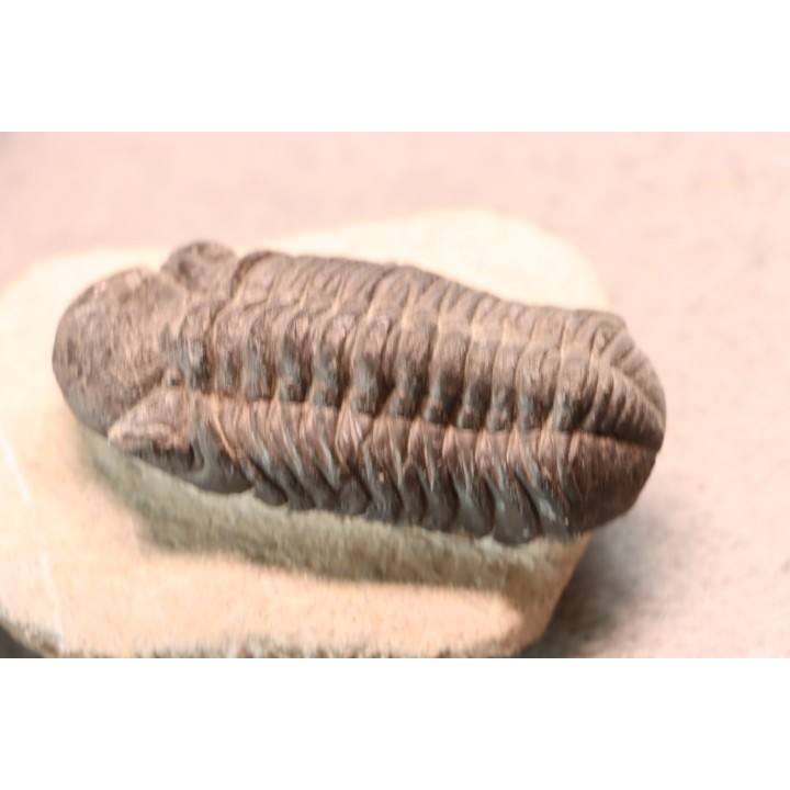 BARRANDEOPS ovatus -Emsien - Jbel Oufaten, MAROC
