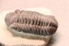 BARRANDEOPS ovatus -Emsien - Jbel Oufaten, MAROC