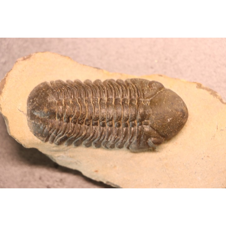 Reedops cephalotes hamlagdadianus - Pragien - L'Atchana, MAROC