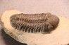 Reedops cephalotes hamlagdadianus - Pragien - L'Atchana, MAROC