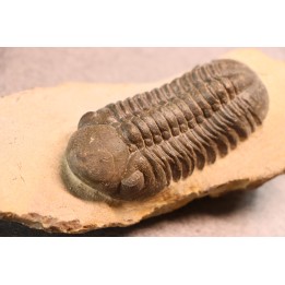 Reedops cephalotes hamlagdadianus - Pragien - L'Atchana, MAROC