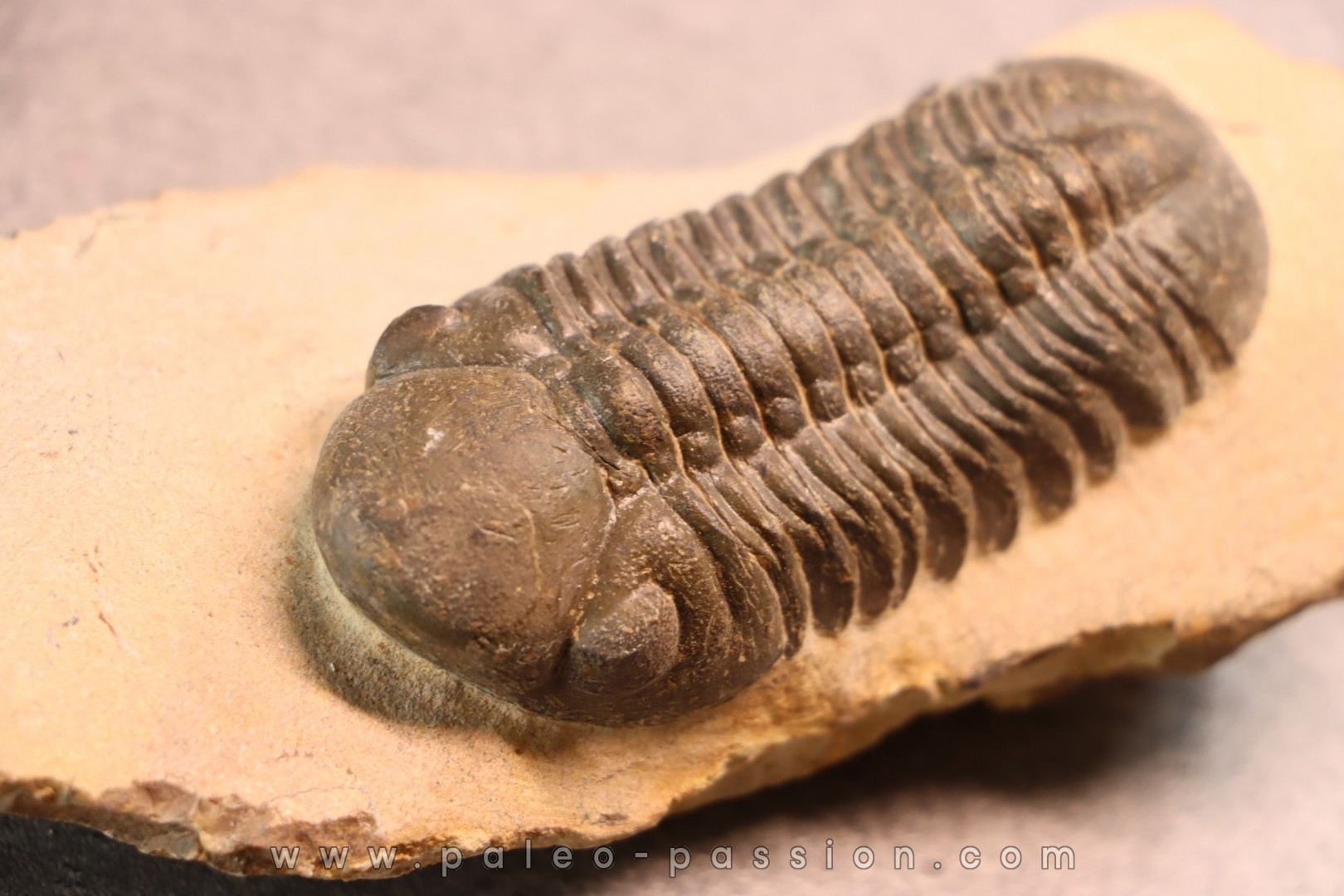 Reedops cephalotes hamlagdadianus - Pragian - L'Atchana, MOROCCO