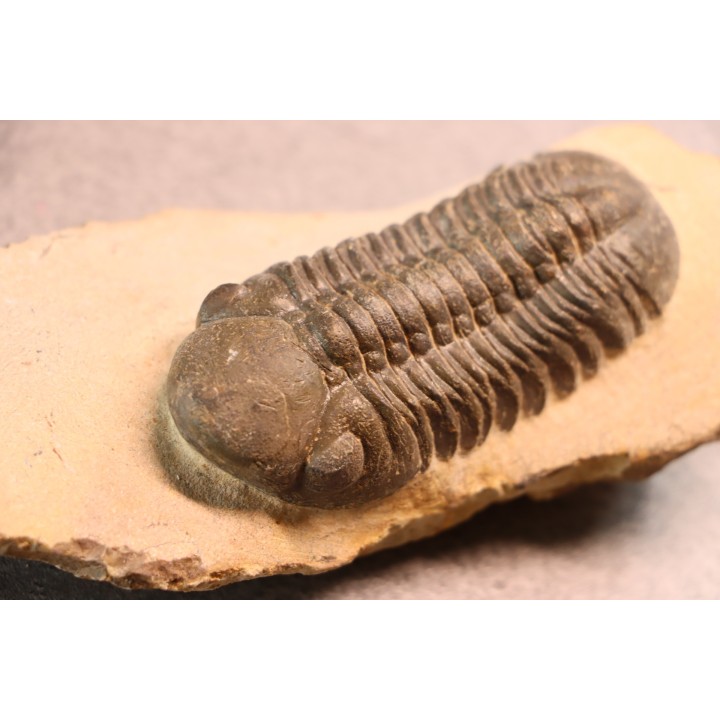 Reedops cephalotes hamlagdadianus - Pragien - L'Atchana, MAROC