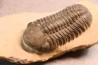 Reedops cephalotes hamlagdadianus - Pragian - L'Atchana, MOROCCO