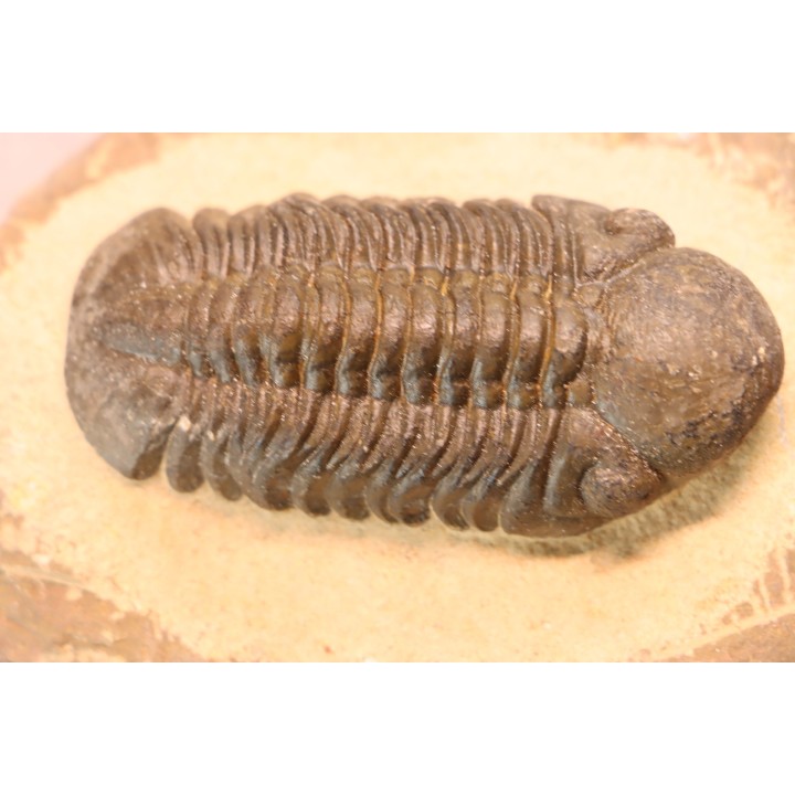 Reedops cephalotes hamlagdadianus - Pragian - L'Atchana,  MOROCCO