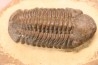 Reedops cephalotes hamlagdadianus - Pragian - L'Atchana,  MOROCCO