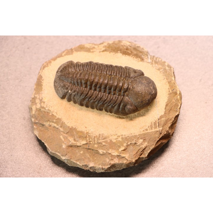 Reedops cephalotes hamlagdadianus - Pragian - L'Atchana,  MOROCCO