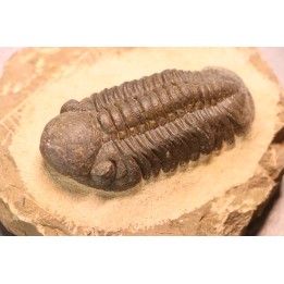 Reedops cephalotes hamlagdadianus - Pragien - L'Atchana, MAROC