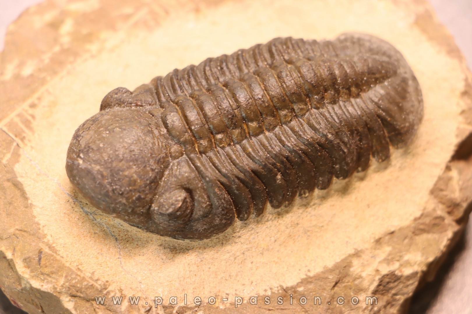 Reedops cephalotes hamlagdadianus - Pragien - L'Atchana, MAROC