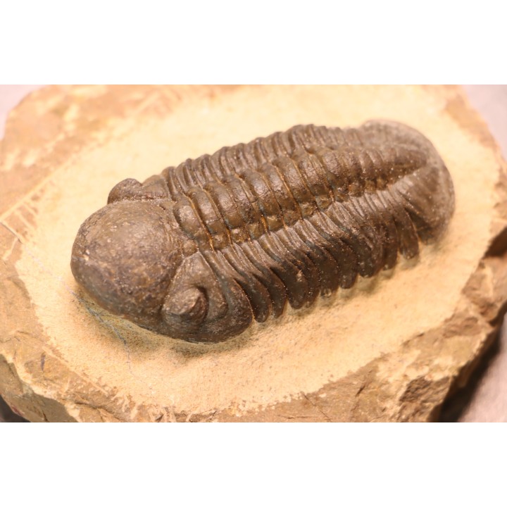 Reedops cephalotes hamlagdadianus - Pragien - L'Atchana, MAROC
