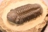 Reedops cephalotes hamlagdadianus - Pragian - L'Atchana,  MOROCCO