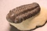 Reedops cephalotes hamlagdadianus - Pragien - L'Atchana, MAROC