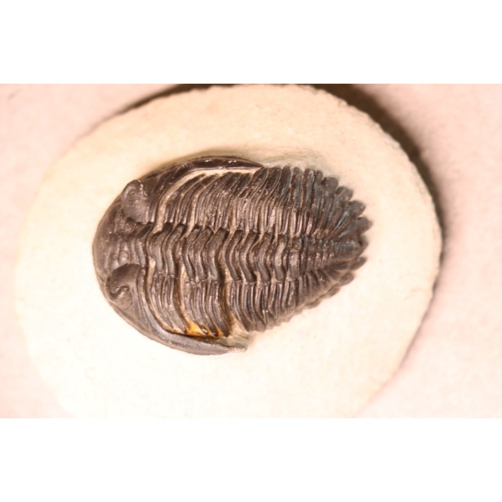 HOLLARDOPS mesocristata - upper emsian - Jbel Gara, Foum zguid, Morocco