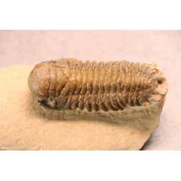 CROTALOCEPHALUS GIBBUS
