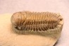 CROTALOCEPHALUS GIBBUS - Praguien - Foum Zguid, Maroc