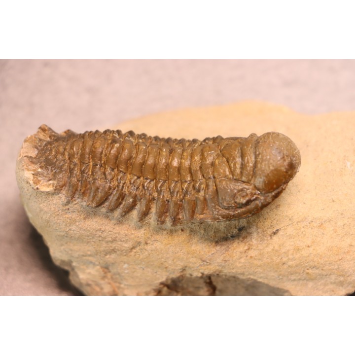 CROTALOCEPHALUS GIBBUS - Praguien - Foum Zguid, Maroc