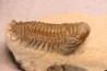 CROTALOCEPHALUS GIBBUS - Praguien - Foum Zguid, Maroc