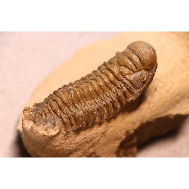 CROTALOCEPHALUS GIBBUS - Praguien - Foum Zguid, Maroc