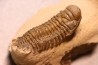 CROTALOCEPHALUS GIBBUS - Praguien - Foum Zguid, Maroc
