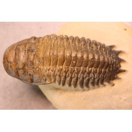CROTALOCEPHALUS GIBBUS - Praguien - Foum Zguid, Maroc