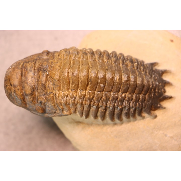 CROTALOCEPHALUS GIBBUS - Praguien - Foum Zguid, Maroc