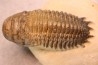 CROTALOCEPHALUS GIBBUS - Praguien - Foum Zguid, Maroc