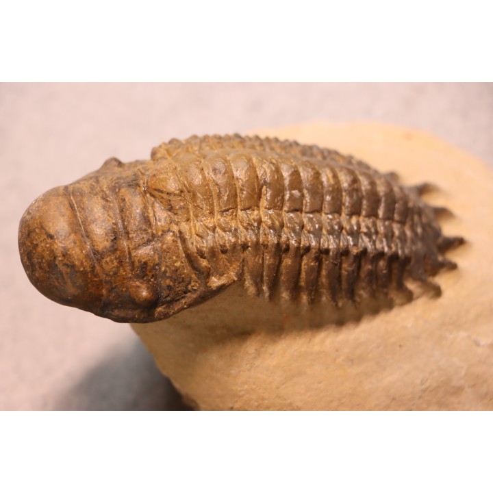 CROTALOCEPHALUS GIBBUS - Praguien - Foum Zguid, Maroc