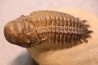 CROTALOCEPHALUS GIBBUS