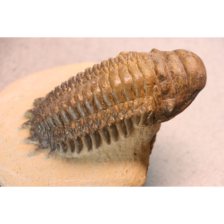 CROTALOCEPHALUS GIBBUS