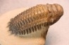 CROTALOCEPHALUS GIBBUS - Praguien - Foum Zguid, Maroc