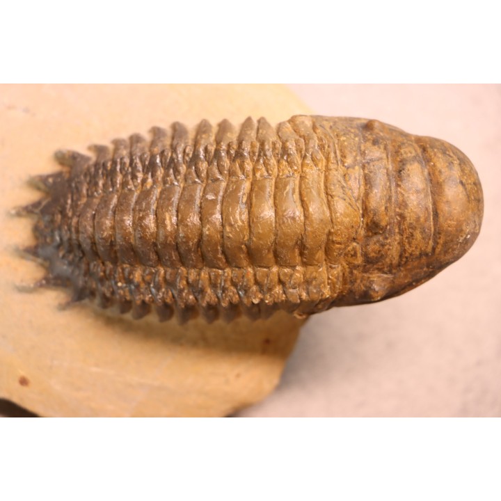 CROTALOCEPHALUS GIBBUS - Praguien - Foum Zguid, Maroc
