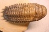 CROTALOCEPHALUS GIBBUS