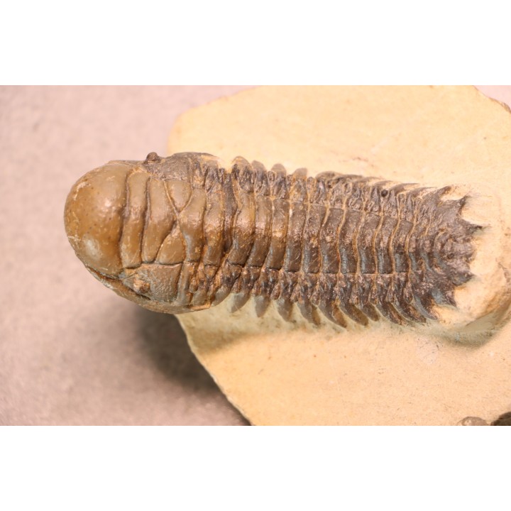 CROTALOCEPHALUS GIBBUS - Praguien - Foum Zguid, Maroc