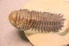 CROTALOCEPHALUS GIBBUS - Praguien - Foum Zguid, Maroc