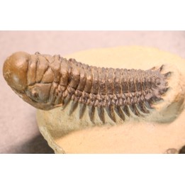 CROTALOCEPHALUS GIBBUS