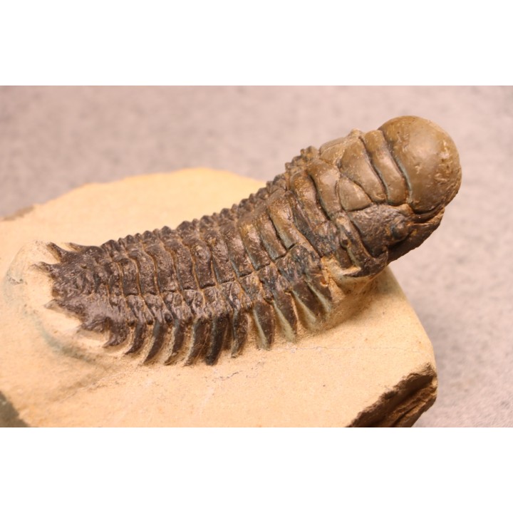 CROTALOCEPHALUS GIBBUS